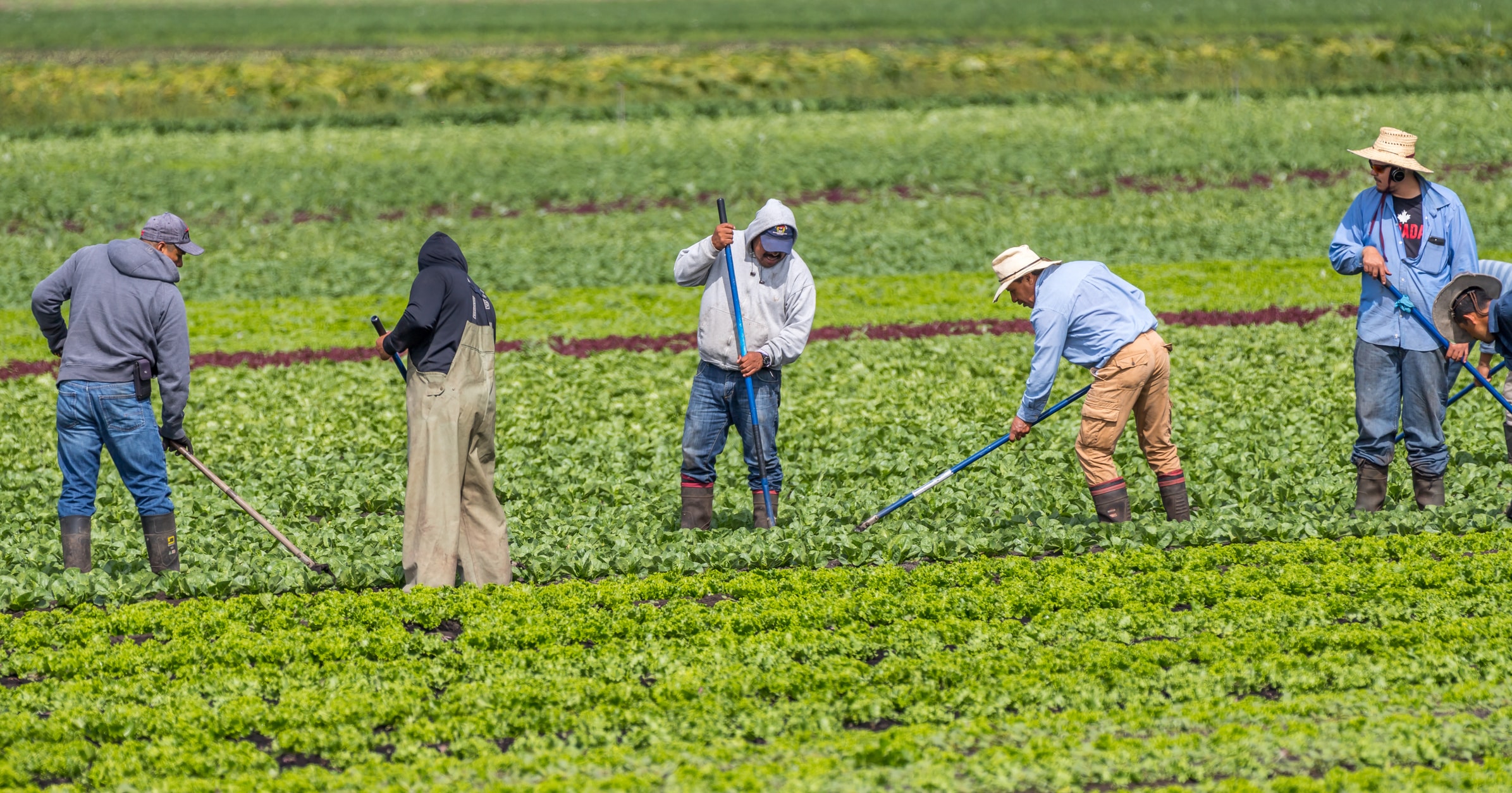 Immigrant farm workers hoe weeds in a farm field of produce.