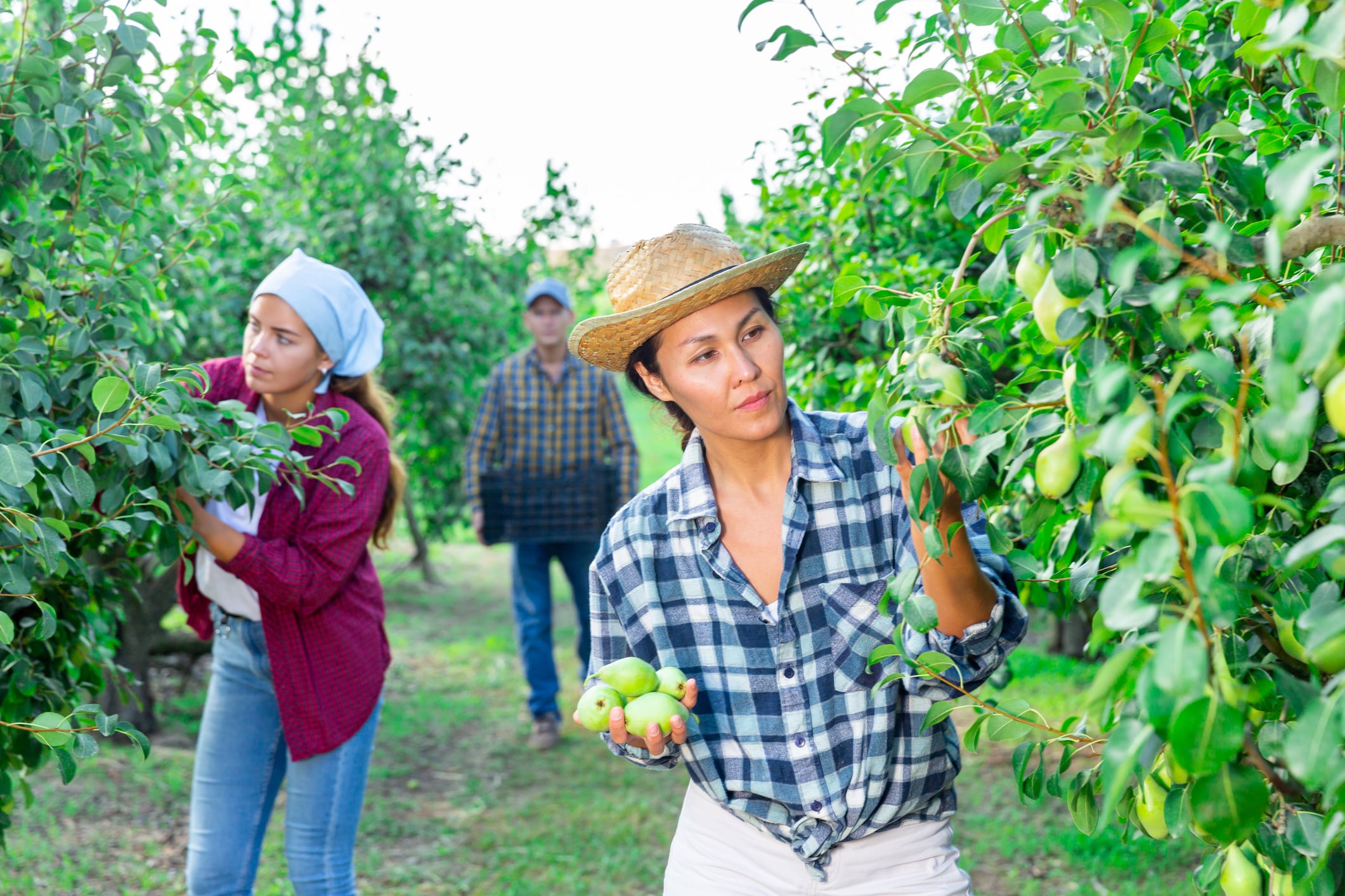 Asian woman farmer in straw hat picking fresh pears from tree with team of workers at orchard