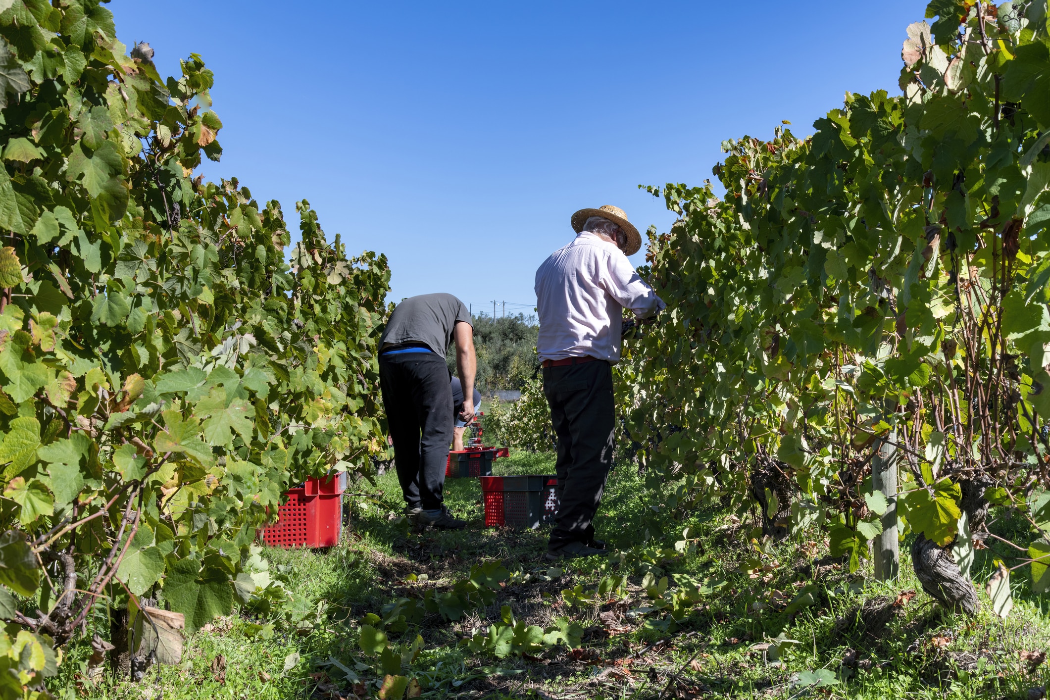 View of three man between rows of grapevines busy harvesting grapes and depost those in a red and grey fruit box standing under the grapevine in a row of plants