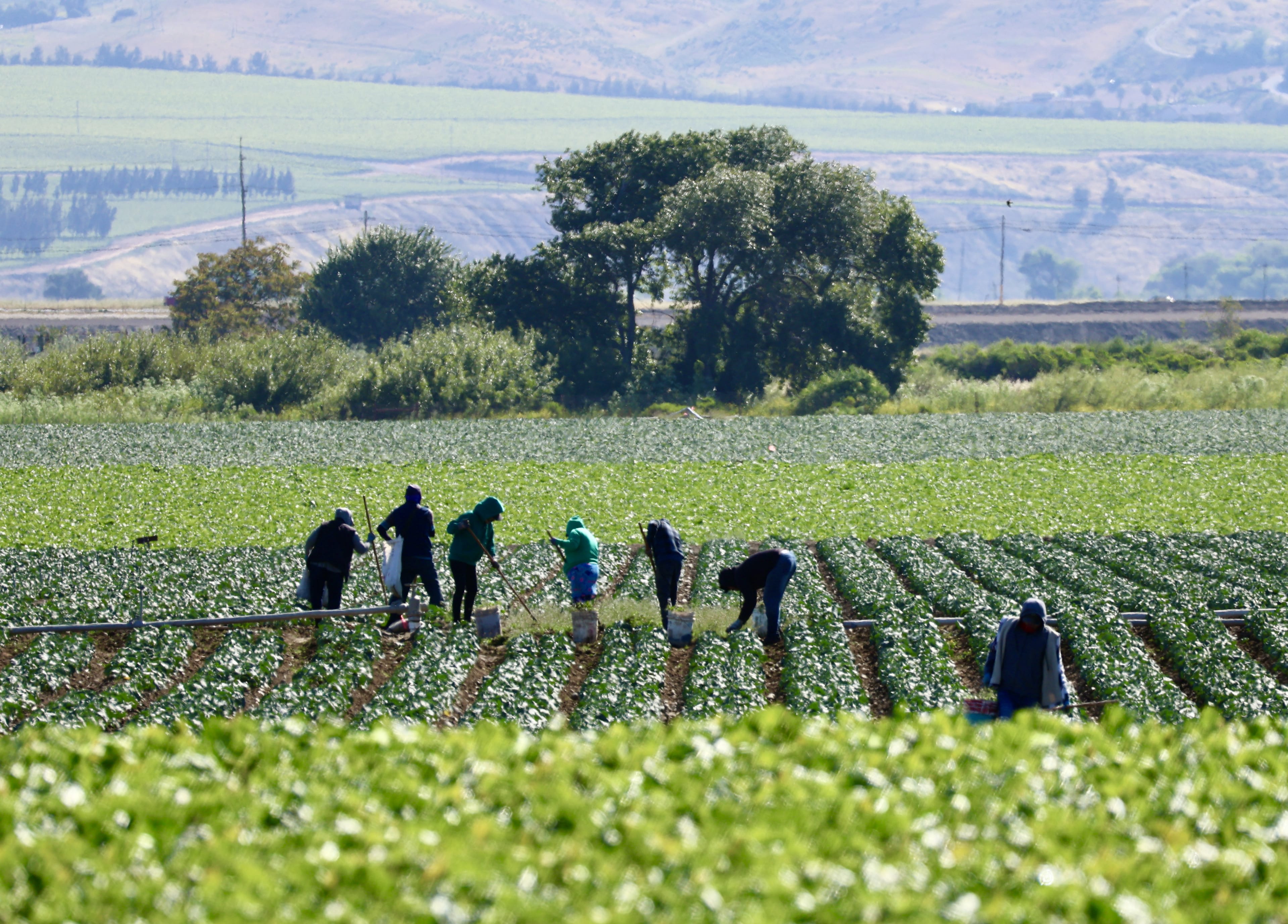 Field hands tending the crops