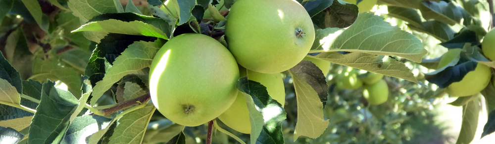 green apple tree close up