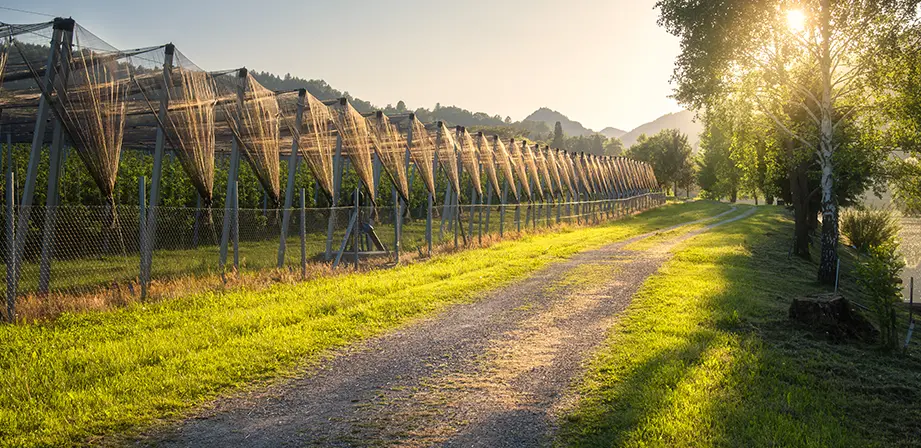 orchard at dusk, northwest