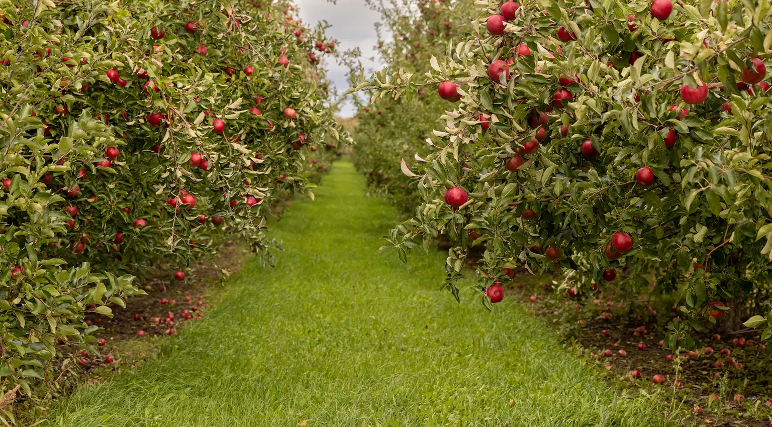 apple orchard