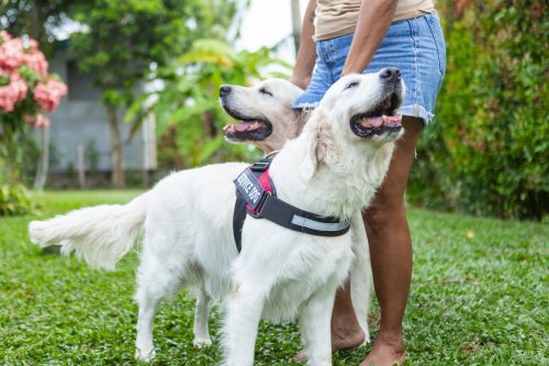 Adult woman standing barefoot in lush garden, petting two joyful golden retrievers, one in a red service dog harness, showcasing companionship, training and outdoor wellbeing